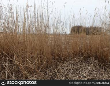 Dry reeds in the wind