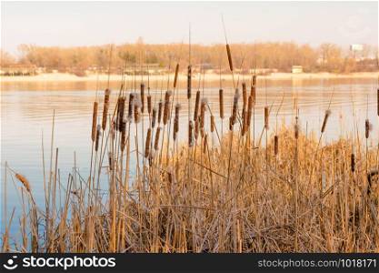 Dry Reeds with flowers close to the Dnieper river at the end of winter.