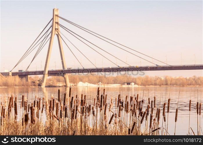 Dry Reeds with flowers close to the Dnieper river at the end of winter. Kiev&rsquo;s Moskovsky bridge in the background