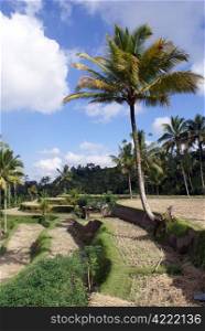 Dry rice fields and palm trees in Bali