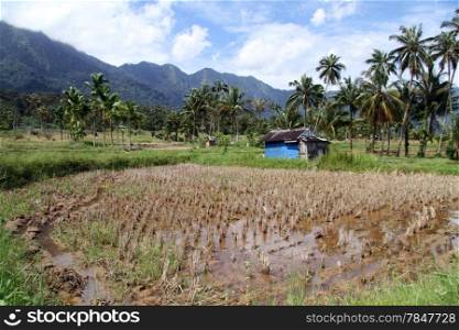 Dry rice plants on the field in Indonesia