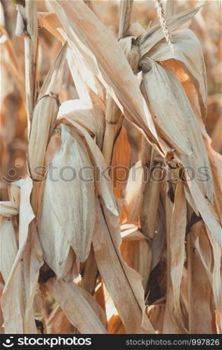 dry ripe corn on a corn field. Background