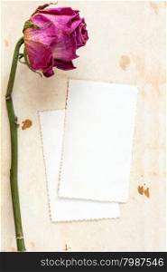 Dry rose and blank card for your text