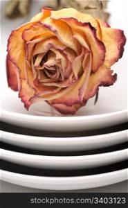 Dry rose. Single dry rose on a plate, white background