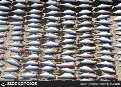 Dry sardines under the hot sun on the beach