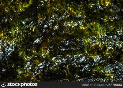 dry seaweed background