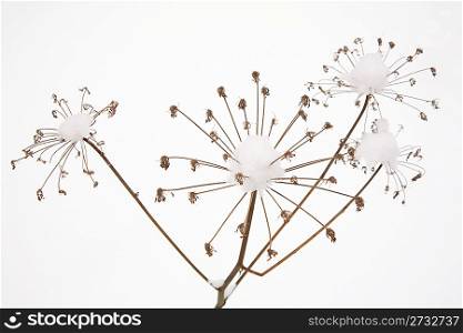 Dry snow-covered umbellate plant