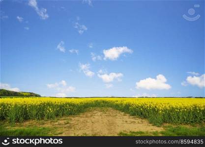 Dry soil at a canola field in a rural landscape on a summer day with blue sky