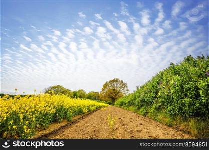 Dry soil at a yellow canola field in rural surroundings in the summertime