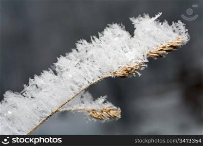 dry sprig of grass covered by a hoarfrost (dusk)