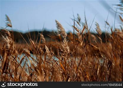 dry stalks of reeds at the pond sway in the wind on an autumn day, Ukraine