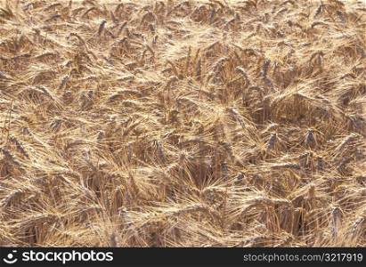 Dry Stalks of Wheat