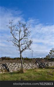 Dry stone wall with a lone tree and a stile in the world heritage at the swedish island Oland