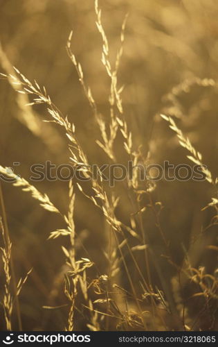 Dry Summer Grass