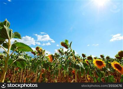 dry sunflower field