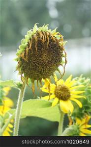 dry sunflower in nature garden
