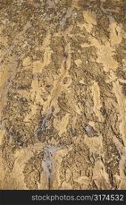 Dry textured dirt on ground.