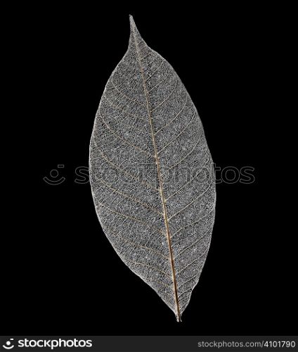 Dry transparent leaf isolated on black background