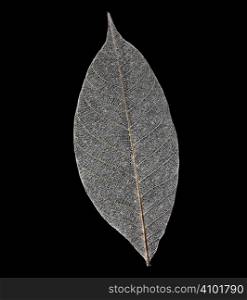 Dry transparent leaf isolated on black background