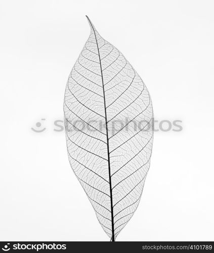 Dry transparent leaf isolated on white background