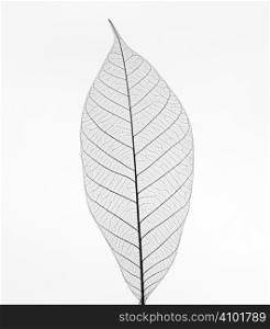 Dry transparent leaf isolated on white background