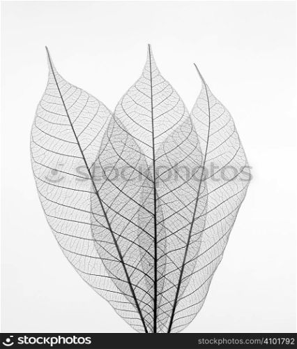 Dry transparent leaves isolated on white background