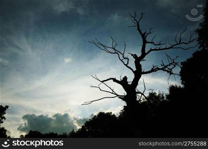 Dry tree. A night photo on a background of the effective sky