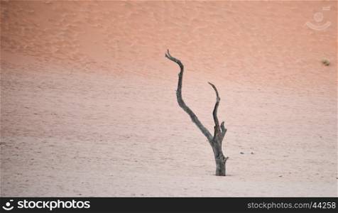 Dry tree against red dunes in Deadvlei, Sossusvlei. Namib-Naukluft National Park, Namibia, Africa