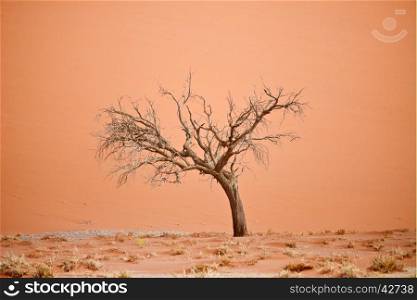 dry tree against sand dune