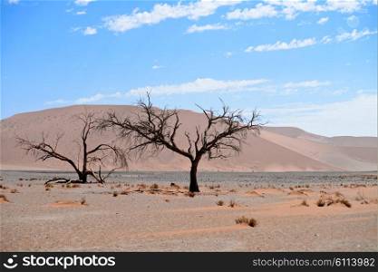dry tree against sand dune and sky