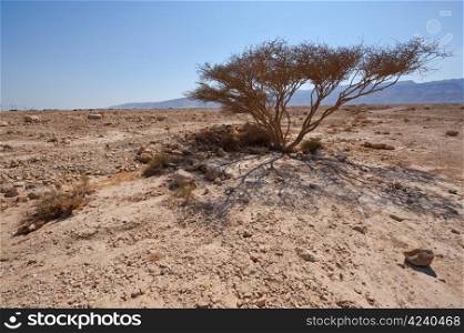 Dry Tree and Big Stones in Sand Hills of Samaria, Israel
