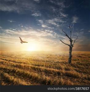 Dry tree and bird in autumnn field at sunset