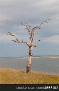 Dry tree at the foot of a lake in Spain