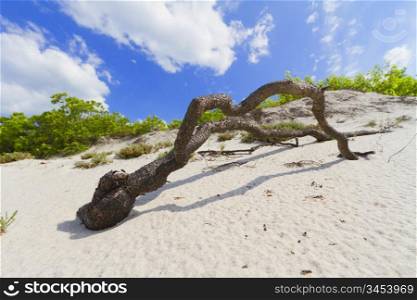 Dry tree branch on a sand dune on a hot summer day