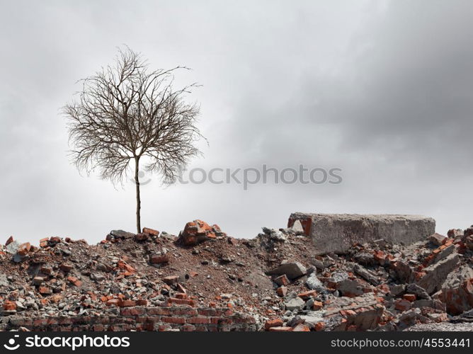 Dry tree. Conceptual image of dry tree standing on ruins