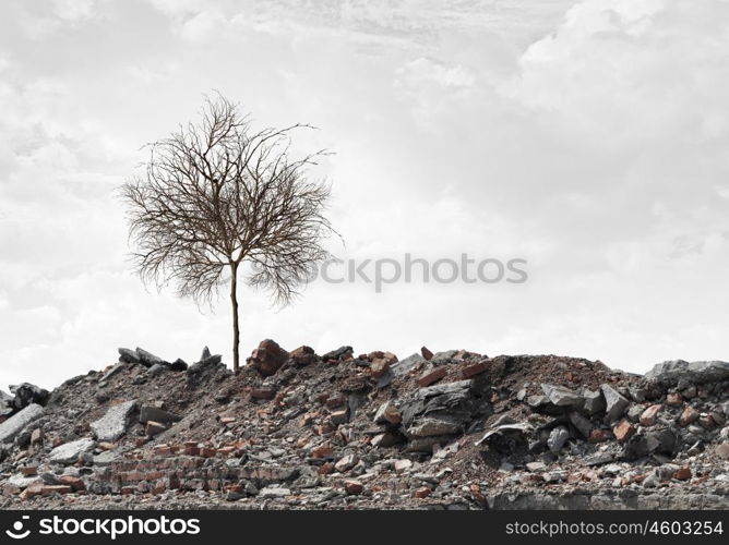 Dry tree. Conceptual image of dry tree standing on ruins