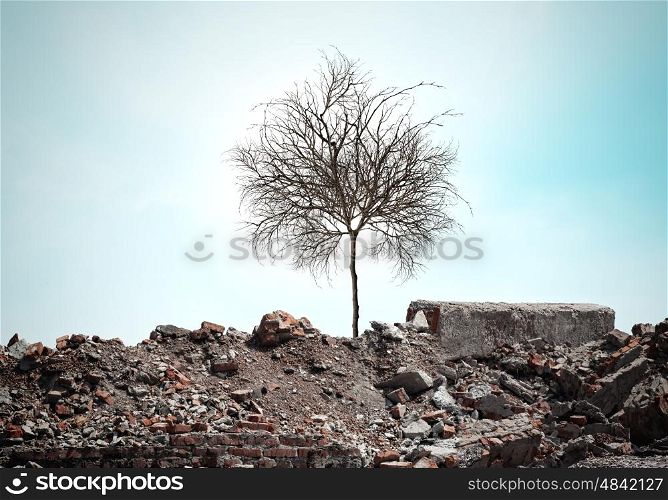 Dry tree. Conceptual image of dry tree standing on ruins