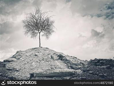 Dry tree. Conceptual image of dry tree standing on ruins