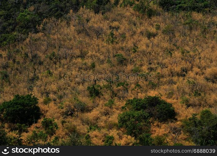 Dry tree in a mountain with green tree