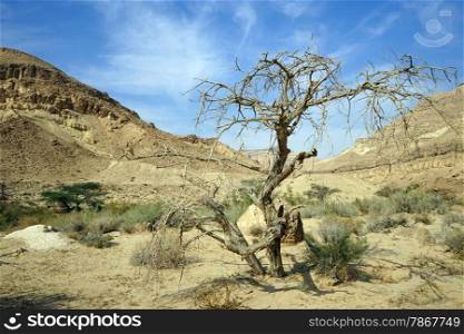 Dry tree in Makhtesh Katan crater in Negev desert, Israel