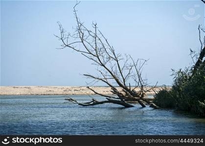 Dry tree in river waters on sea sand beach and blue sky background