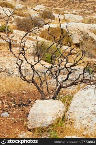 Dry Tree in Sand Hills of Samaria, Israel