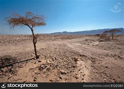 Dry Tree in Sand Hills of Samaria, Israel