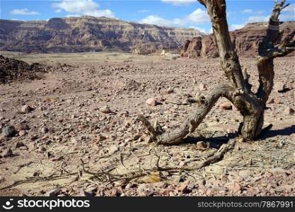 Dry tree in Timna prk in NEgev desert, Israel