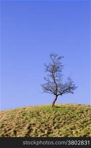 dry tree isolated