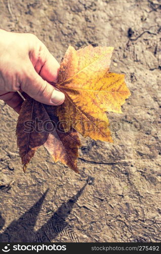 Dry tree leaf as an Autumn background