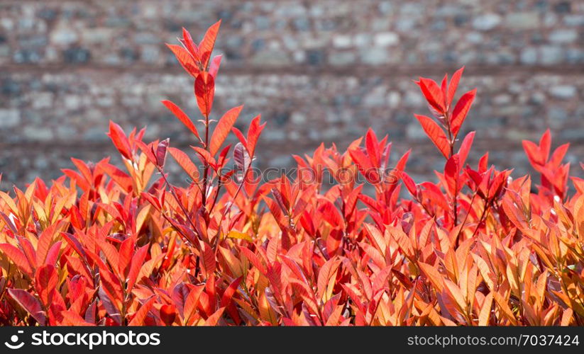 Dry tree leaf as an Autumn background