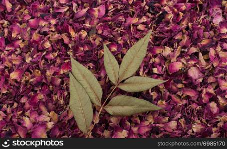 Dry tree leaf on dry rose petal background