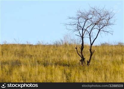 dry tree on autumn landscape