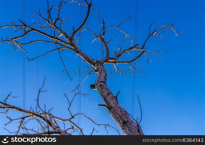 dry tree on background of blue sky with high-voltage wires